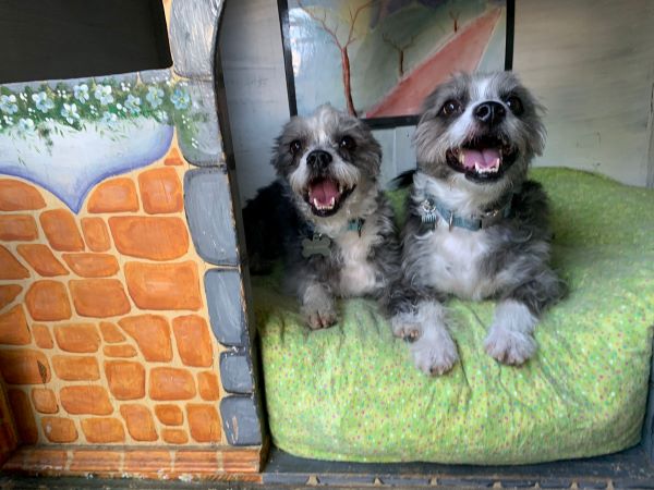 dog house